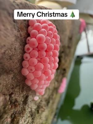 Apple snail eggs, easily recognizable by their bright pink or orange color, are laid in clusters above the waterline on plants and other structures. These eggs belong to various species of apple snails, aquatic mollusks that are often found in freshwater habitats. Originating from South America, these snails have been introduced into various ecosystems around the world, sometimes as part of the aquarium trade or for aquatic weed control. The introduction of apple snails into non-native environments can have significant ecological impacts. Their eggs hatch into voracious juveniles that grow quickly and consume vast amounts of vegetation. In ecosystems where they are invasive, apple snails can cause severe damage to aquatic plants, reducing biodiversity and altering habitats. This can lead to negative consequences for other species dependent on these plants for food and shelter, disrupting the entire aquatic food web. Moreover, the robustness of apple snail eggs contributes to the challenge of controlling their populations. The eggs have a unique calcium carbonate layer which protects them from desiccation and makes manual removal difficult. This protective layer ensures high survival rates, facilitating the rapid expansion of their populations in favorable conditions. In summary, while apple snails and their eggs can play a role in their native ecosystems, their presence in non-native areas is often problematic, leading to significant ecological disruptions and challenges in management and control. Crushing apple snail eggs is like crushing chicken eggs. It's not animal abuse because the eggs are not animals.  #AppleSnails #InvasiveSpecies #EcosystemDamage #AquaticPlants #BiodiversityLoss #EnvironmentalImpact #NatureConservation #AquaticInvasives #HabitatDisruption #WildlifeProtection #AppleSnailInvasion #EcoWarrior #SnailProblem #NatureAlert #SaveOurWaters #EcoCrisis #InvasiveAlert #ConservationTok #WildlifeRescue #EcoTips #SnailEggCrush #StopInvasives #EcoControl #InvasiveSpeciesFight #CrushInvasion #NatureDefense #HabitatProtectors #EggBusting #EcosystemWarriors #InvasiveCrunch #asmrnature #EggCrushASMR #SatisfyingCrunch #NatureASMR #EcoASMR #InvasiveASMR #RelaxingCrush #ASMRCommunity #soothingsounds #fyp #foryou #foryoupage #satisfying #satisfyingvideo #relax #relaxing #relaxingvideos #interesting #entertaining #invasivespecies #applesnail #applesnaileggs #snaileggs #snaileggcrushing #eggs #asmr #asmrvideo #asmrsounds #asmrtiktoks #asmrsound #asmrtiktok #nature #crush #crushing #crushingasmr #crunchy #crunchysounds #crunchyasmr #notanimalabuse #1minuteasmr #asmr1minute 