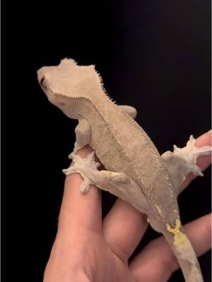 A male phantom cappuccino crested gecko  #crestedgecko #gecko #lizard #reptile #pet #PetsOfTikTok #morph #cappuccino #geckobreeder #reptilekeeper #hobby #bioactive #vivarium #fyp 