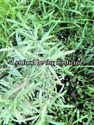 Everything you consume is either medicinal or poisonous. Eating to live is one of the most powerful forms of self love. #herbs #oregano #sage #parsley #medicine #naturalmedicine #naturalremedies #cancer #diabetes #highbloodpressure #garden #herbgarden #harvesting #fyp 