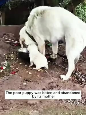 The mother dog was so greedy for food that she abused her child and then…… #rescue #rescueanimals #animals #animalsoftiktok #rescuedog #rescuepuppy #dog #dogsoftiktok #puppy 