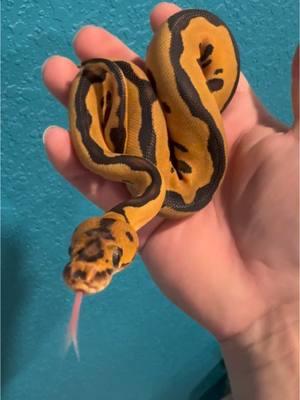 Leopard clown desert ghost or het desert ghost! #genetics #genetictesting #desertghostclown #babysnake #ballpythonsoftiktok #chadcrewsmagic #nevermorepythonemporium 