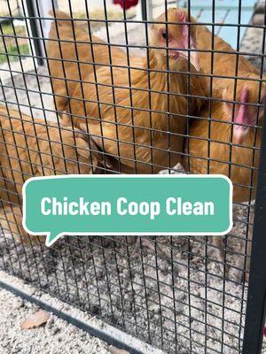 Its cleaning day! I ordered their curtains we are ready for some eggs! #chickencoop #chickencoopdesign #chickenmom #hens #chickencoopsoftiktok 