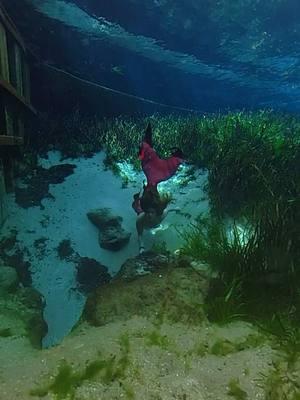 The fishies are paid actors leading you to find the mermaid 🐟 Florida’s freshwater springs are truly my element, where the world slows down and magic comes alive. ✨🌊 The springs hold a kind of tranquility that feels otherworldly. Being here, in my tail, surrounded by this underwater beauty, is where I feel most alive.  It’s my sanctuary and there is nothing like it In the world!  Obsessed with how my @insta360_official X3 helps me bring this underwater world to life like never before. 🌍💙  Tail by @Cape Cali  #UnderwaterMagic #EtherealVibes #MermaidLife #SpringsAdventure #Insta360X3 #insta360 #insta360underwater #insta360mermaid #insta360girl 