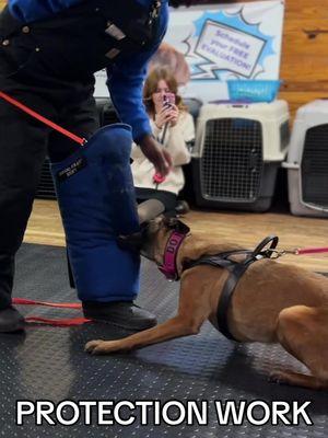 Ruby’s 3rd session, coming along nicely ❤️‍🔥 Decoy: @Romain + Collar: @Mountain_Dog_Gear  - - #bitework #psa #protectiondog #protectionsports #protectionsportsassociation #biteworktraining #malinois #belgianmalinois 