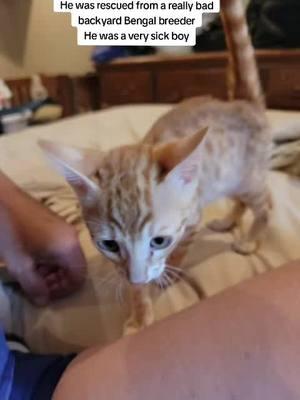 I was able to find this old Rick Bobby kitten video. He was a very sick boi. #rickybobbythefarmbengal #catlover #pet #farmlife  #newkitten #catmomlife #farmcats 