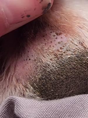 #impactedhairfollicles #hairsplinter #hair #doghair #doghairremoval #onlypaws #pimples #dogsoftiktok #dogs #greatdane #ingrowntoenail #ingrownhair 