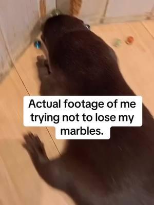 Actual footage of me trying not to lose my marbles. #marbles #losingmymarbles #losingmymind #crazy #cuteanimals #cuteanimalvideos #otter 