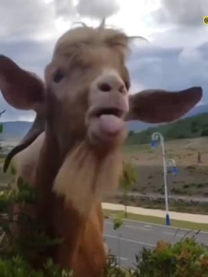 Funny goats #funnygoats #goatsofTikTok #goattok #goats #goatsarefunny