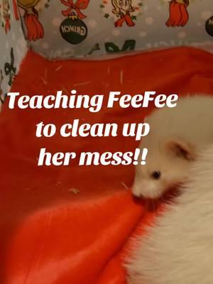 Everyone helps clean up in this household! 😉 #messygirl #cleanuptime #chores #cleanupafteryourself #messy #ferret #feefee #ferretsoftiktok #pets #messypets 