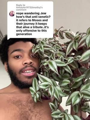 Replying to @timtaylor1973(timothy) Its not about moses. Research the story of the wandering jew and how its been tied into jewish hate #foryoupage #foryou #fyp #fy #tiktok #trending #PlantTok #planttiktok #plantsoftiktok #houseplanttok #houseplanttiktok #plantdad #plantperson #houseplantsoftiktok #plant #houseplant #houseplants #gardening #plantparent #plantcollector #plantythings #plantparentthings #plantperson #plantpeople #lgbt #lgbtq #gay #blackplantdad #gayplantdads  #tradescantia #inchplant #spiderwort 