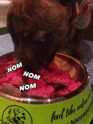 Kevin try’s @BJ's Raw Pet Food for the first time!!! 😋 #CanineStars #Kevin #BJsRawPetFood #KevinthePuppy #Puppy #RawFedPuppy #RawDietforDogs #RawFood #FeedingRaw #FunnyDog #Kmag #puppyplaytime 