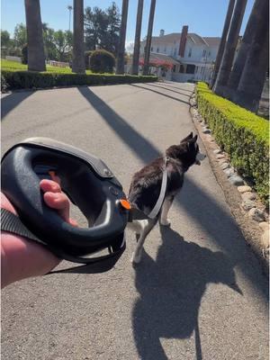 Look at this adorable pup taking a drink! 🐾 Can you hear those happy slurps? Our Spleash water bottle attaches right onto your leash, making walkies so much more fun and convenient. Just look at how easy it is for this furry friend to stay hydrated on their adventure! 💦  #Spleash #PetWaterBottle #DogLovers #PetAccessories #BuyItNow #PrimeVideo #AmazonFreevee #DogLife #SmallBusiness #Entrepreneurship #Innovation #Success #PetProducts #DogWalks #AdventureDog #PetCare #DogMom #DogDad #OutdoorDog #ActiveDog #HappyDog #PetFriendly #DoggyLife #AdventurePup #PetLifestyle #ExploreWithDogs #PetWaterBottle #GiftIdea #Gifts #GiftIdeas 