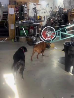 In the shop today… VISITORS 🐾🐾, checking on DAD.  And his killer  #saranwrap job 🙂 #madsenmagicshop #SmallBusiness #shopdogs  #madsencycles #cargobike #alwaysabetterway #madsenmaker #bucketbike #opalandjade @jaredmadsen652 