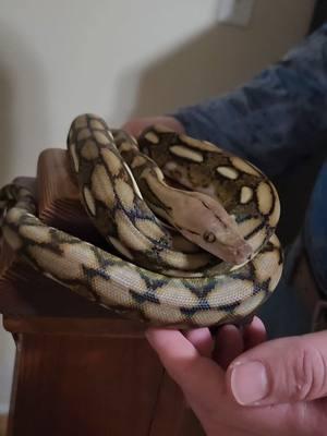 sometimes you gotta wing it and pretend you know what you're doing... #noclue #justwingingit #foryoupage #foryou #fyp #pets #petstiktok #petlover #snakesarepets #snakesoftiktok #reptilesoftiktok #superdwarfreticulatedpython ##superdwarf #retic #reticulatedpython 