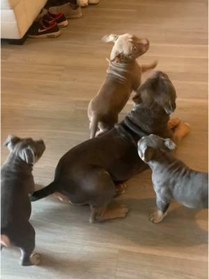 THROWBACK THURSDAY! ⏪️  Koda’s first litter and Butter’s siblings! He’s so good with the puppies 🥰 We can’t wait to have more little rascals running around here! Princess Butters litter coming soon…👀  @Bullies&Bears @alvarogranadosMK3 @Ranja  #family #throwback #bully #a#americanbullyp#pocketbullya#abkcu#ukcp#pitbulle#englishbulldogp#puppiesp#puppyp#puppylovef#fypd#dogofthedayp#petsp#petsoftiktokt#tiktokmademebuyitt#trendingt#trendingreelt#trendingaudiov#viralv#viralsoundsviralvideo