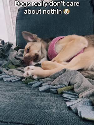 #viral #fyp #djkillabo #makemefamous #tiktok #sagittarius #dogs #dogsoftiktok #sleep #puppytiktok #puppies #puppiesoftiktok #husky #latina #labmix #reacuedog 