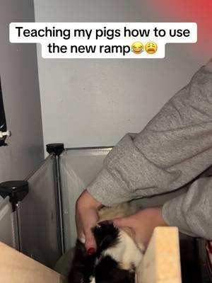 They are no longer scared of the ramp!😂🎉 #guineapigs #guineapig #guineapigsoftiktok #guineapigtips #guineapigtipsandtricks #hairlessguineapigs #hairyguineapig #guineapigbrothers #guineapigcage #meetmyguineapigs #myguineapigs #askquestions #commentstuff #followalong #guineapigstuff #guineapigmom #guineapigss #guineapigasmr #soundup #guineapigtrend #tiktokguineapig #guineapigmusthaves #fluffyguineapig #cvspigs #pockethippo #househippo  #diyguineapigcage #guineapigcage #newpetcage #newguineapig 