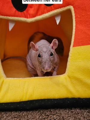 Replying to @rachw_crafts yes, they are all named after Mario Princesses 🥰❤️🥹 #NowWhatPotteryWorks #PetRats #Rat #princess #cute 