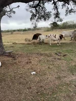 Watch how the calves don't know what to do as the cows tear into the hay bales! Thanks Canaan Ranch for sharing and taking good care of our cows! 🤠 They are obviously having fun! 🐮 https://www.circleofsevenlonghorns.com/ #texaslonghorncattle #longhorncattle #ranchlife #houstontx