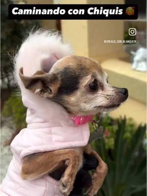 😂 caminando con mi perro guardián Chiquis 😅😂😅🐶🐾🩷 . . . . . . . . . #crealoconblanquita #funnyvideos #dogsoftiktok #chihuahua #cutedog #lol #lovelydog #animallover #pet #PetsOfTikTok #mascotas #lovemydog #ternura #caminando #walking #perros #happydog #perrofeliz #happythursday #felizjueves 