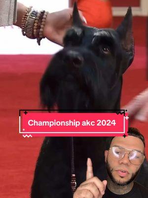 Monty @American Kennel Club  #greenscreenvideo #akabull #akabulls #perros #perro #viralvideo #mascotas #akc #americankennelclub #paratiiiiiiiiiiiiiiiiiiiiiiiiiiiiiii #dog 