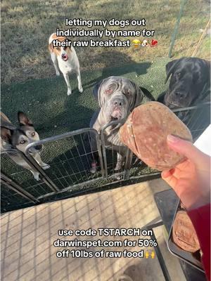 letting my dogs out individually by name for their raw breakfast 😂🐶🥩 use code TSTARCH on darwinspet.com for 50% off 10lbs of raw food 🙌 #rawfood #rawdogfood #foodfordogs #rawfooddiet #rawfeddogs #darwins #darwinspet #darwinspetfood #healthydogs #caninenutrition #rawfoodfordogs #dogseating #dogasmr #dogseatingasmr #rawmeat 