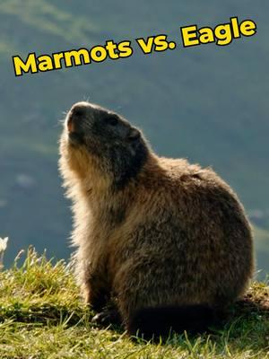 Will this marmot family escape a deadly eagle? #marmot #eagle #TheAlps #NatureDocumentary #hunt