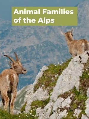 Meet the animal families of the Alps. #TheAlps #NatureDocumentary #wildlife #family #SoothingNature