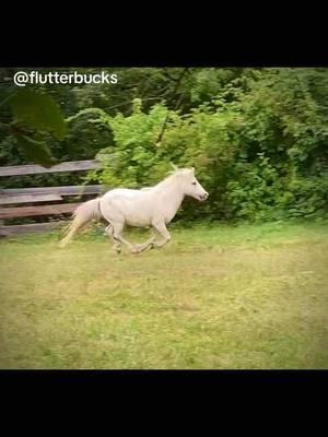 Throwback to Snowball 2 years ago  #fyp #horsetok #horsesoftiktok #equestrian #horsezoomies #zoomies #horses #ponies 