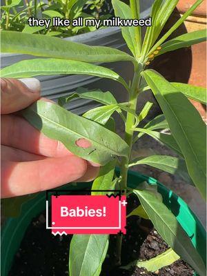 #milkweed #milkweedformonarchs #monarchbutterfly #butterflies #hostplants #commonrue #giantswallowtails