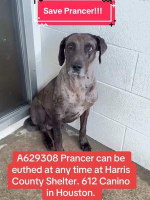 Who can foster or adopt Prancer?! #rescuedogs #rescuedogarmy #rescuedogarmystrong #fyp #ASMT #shelterdogs #texas #thisishouston #houstonwehaveaproblem #rescuedog #thisistexas #texasdogs #rescuedogarmy❤️ #houston #houstonwegotaproblem #fosteringsaveslives #shelterdog #fosteringsaves #texasdog 