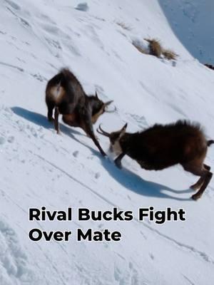 Among the chamois, the mood is tense. #NatureDocumentary #TheAlps #wildlife #chamois #mating