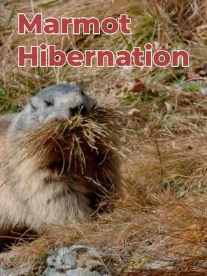 ~ secrets of marmot hibernation ~ #NatureDocumentary #marmot #hibernation #wildlife #TheAlps