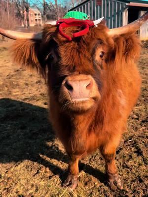 Cinnamon was not in the Christmas spirit!🎅🏼❌ #minihighlandcow #fluffycow 