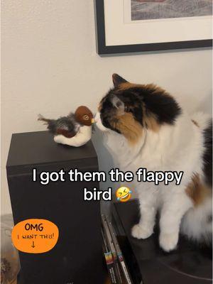 Animals need presents, too, even my idiots. ❤️🐶🐱🐱 #cats #cattoys #potaroma #flappingbirdtoy #pets #gifts #TikTokShop 