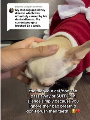 Replying to @Chelpo wish more people knew this… #PetsOfTikTok #pettips #pets #petproducts #drpaws 