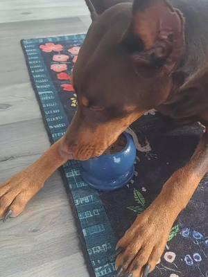 perfect for when you have a meeting or just want to enjoy your coffee in peace. she loves it,  it's a win win #doggifts #dogmom #dogenrichment #dogenrichmenttoy #dobermanlove 