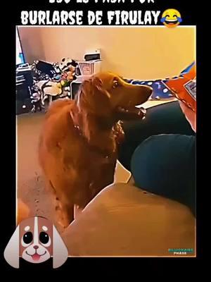 firulais no le gusta que jueguen con sus sentimientos #parati #fyp #foryou #tiktok #fyppppppppppppppppppppppp #fypage #viral #video #firulais #ysuscosas #humor #humorviral #humortiktok #fans #siganme #1 #de #tuslocuras 