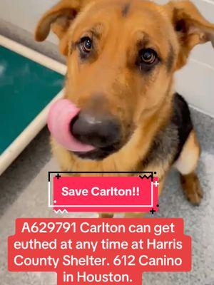 Who can foster or adopt Carlton?$ #rescuedogs #rescuedogarmy #rescuedogarmystrong #fyp #ASMT #shelterdogs #texas #thisishouston #houstonwehaveaproblem #texasdogs 