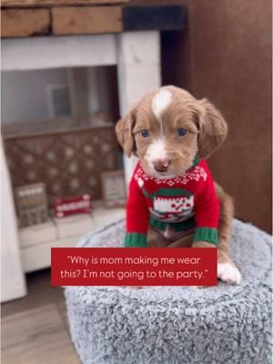 Viewers beware of the cuteness overload you’re about to witness. 🐾🎄 Comment for part 2 if you want more😆 We woof you all a very VERY merry Christmas!  #christmas #uglysweater #Goldendoodle #minigoldendoodle #goldendoodlesofinstagram  #gravellefamilyfarm #goldenretriever #goldendoodlepuppy #tennesseebreeder #nashville #goldendoodlebreeder #minigoldendoodlebreeder #cookevilletn #tennessee #doodlepuppy   #puppy #doodletales  #thedoodlefeed #puppies #merle #chocolate #chocolatemerle #bluemerle #cutepuppy #puppylove #tuxedogoldendoodle  #dogoftheday