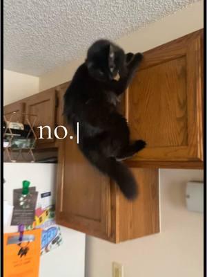 cabinet parkour was the norm in the old apartment  #cat #catskftiktok #pet #blackcat #fyp #foryoupage #fypシ #evilkitty #trending 