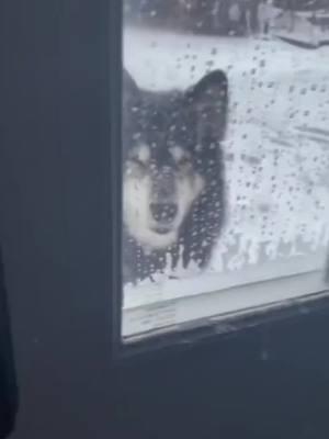 Funny dogs in snow ❄️😂 #funnydog #funny #dog #snow #pets 