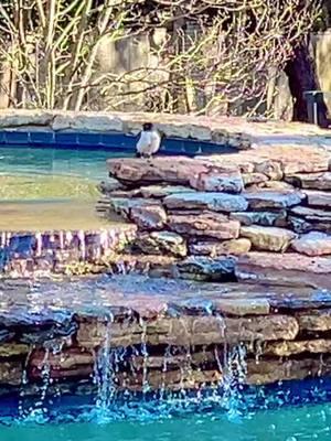 Cuties all congregating to have a nice little bird bath.. 💦🐦‍⬛ #natureisbeautiful #mybackyard #prettybird #feelinglikesnowwhite #allaroundme #december #901 #germantown #tennessee #birdsoftiktok #naturelover #naturetiktok #birds #sweetmoments #theearthisbeautiful 