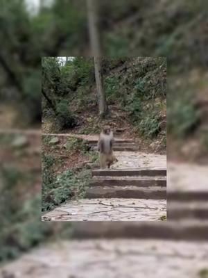 monkey running away crop #fypツ #fyp #funny #meme #crop #cropped #run #croppedvideos #goviral #xyzbca #viral #cropmore #cropmore2 