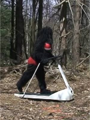 FAT FEMALE BIGFOOT - SNATCHSQUATCH CAUGHT ON CAMERA. #bigfoot #funnyvideo #sasquatch #holyshit #paranormal #parody #snatchsquatch #lmfao 