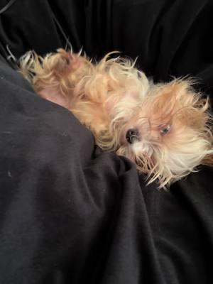 My little sleepy head Nena.🐶🥰#fyp# fypシ゚#fypage #fypシ゚viral #viral #viralvideo #viraltiktok #yorkiesoftiktok #yorkiemom #yorkie #yorkielover #puppiesoftiktok #ilovedogssomuch #dog #dogvideos #foryoupage #puppylove #pets #doglovers #dogsoftiktok #viraldogs #viraldogoftiktok #yorkie #yorkies #yorkieterrier #cute #rehoming #parti #PetsOfTikTok #cute#sleepy 