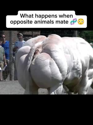 What happens when opposite animals mate 😳🧬 #animals #hybrid #hybridanimals #jaglion #liger #kuppy #zonkey #bull #gentics #pizzlybears #hybridanimalsthatarereal #hybridwork #weirdanimals #weirdanimalsounds #hybridbull #scienceexperiments #animalsmating 