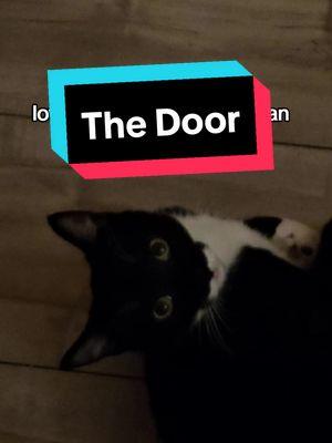 His mind when I go to the bathroom #catsoftiktok #cats #thedoor #dailycats #funn 