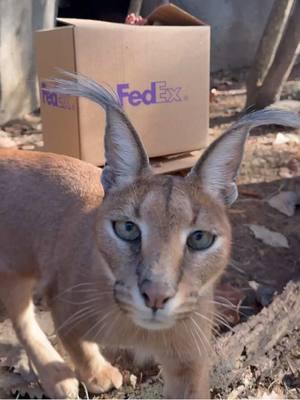 Our cats had the ULTIMATE play day today thanks to some @FedEx boxes! The box stays the undefeated champion of cat entertainment. 📦🐱 #memphiszoo #cats #playful #puma #fishingcat #caracal #funny #Love #animals