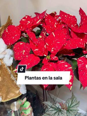 Plantas en la sala  . . #ivetsuculentasymas #plantasdeinterior #plants 